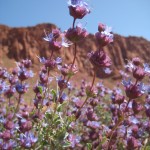 Desert sage - 3
