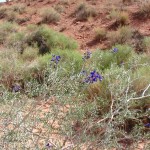 Indigo bush - 1 Indigo bush - 1