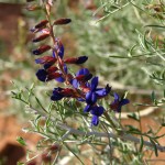 Indigo bush - 2 Indigo bush - 2