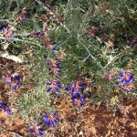 Indigo bush - 3 Indigo bush - 3