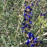 Indigo bush - 5 Indigo bush - 5