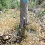 The mesh surrounding this tree and other trees in the Park is to protect them from Beavers