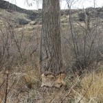 Beavers have damaged this tree along with many other trees in the Park