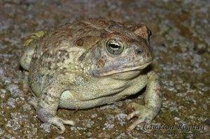 Southwestern Toad