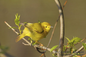 Yellow Warbler