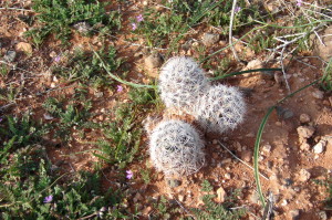 Mammillaria Tetrancistra or Common Fishhook Cactus (2)