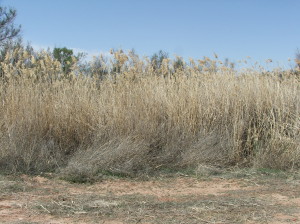 Phragmites (1)