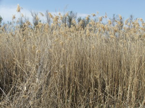 Phragmites (3)