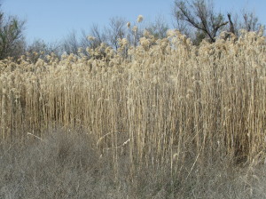 Phragmites (7)