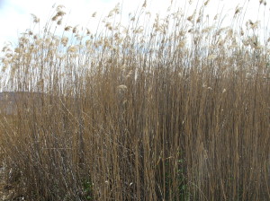 Phragmites (8)