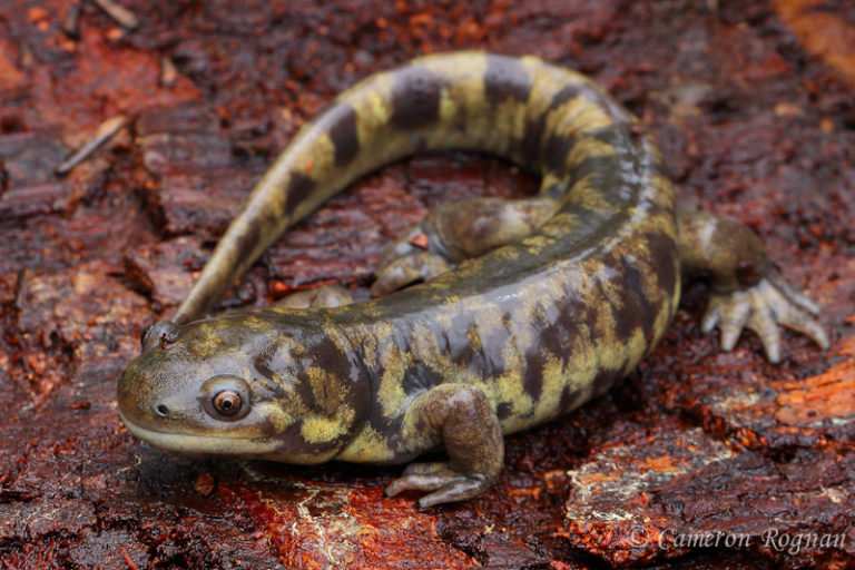 Red Cliffs Desert Reserve » Tiger Salamander (Ambystoma tigrinum)
