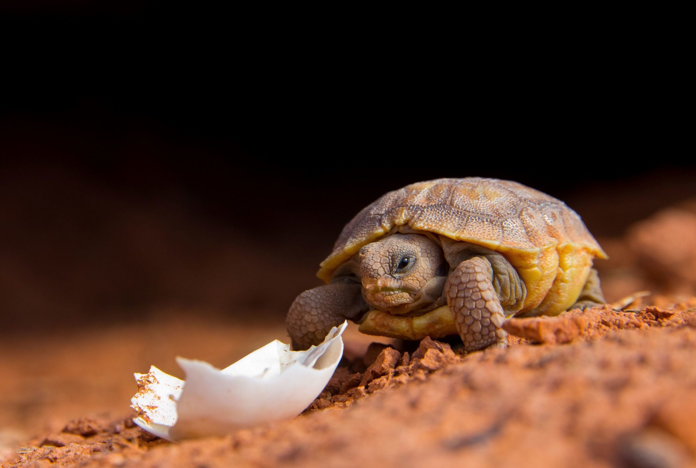 Hatchling Tortoise