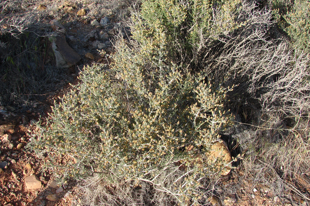 Blackbrush (Coleogyne
ramosissima)