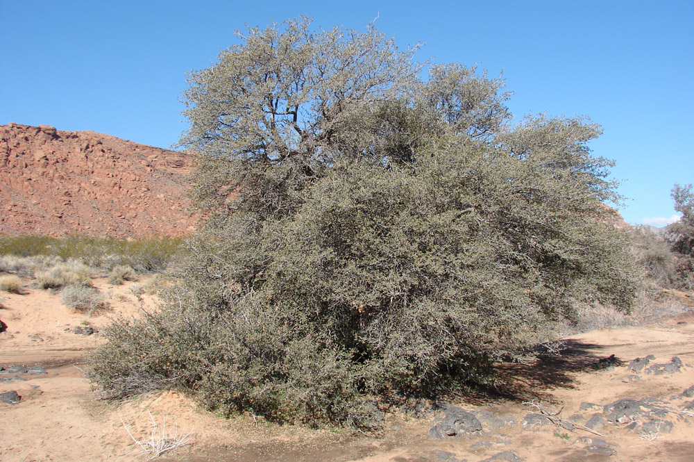 Shrub Live Oak
(Quercus turbinella)