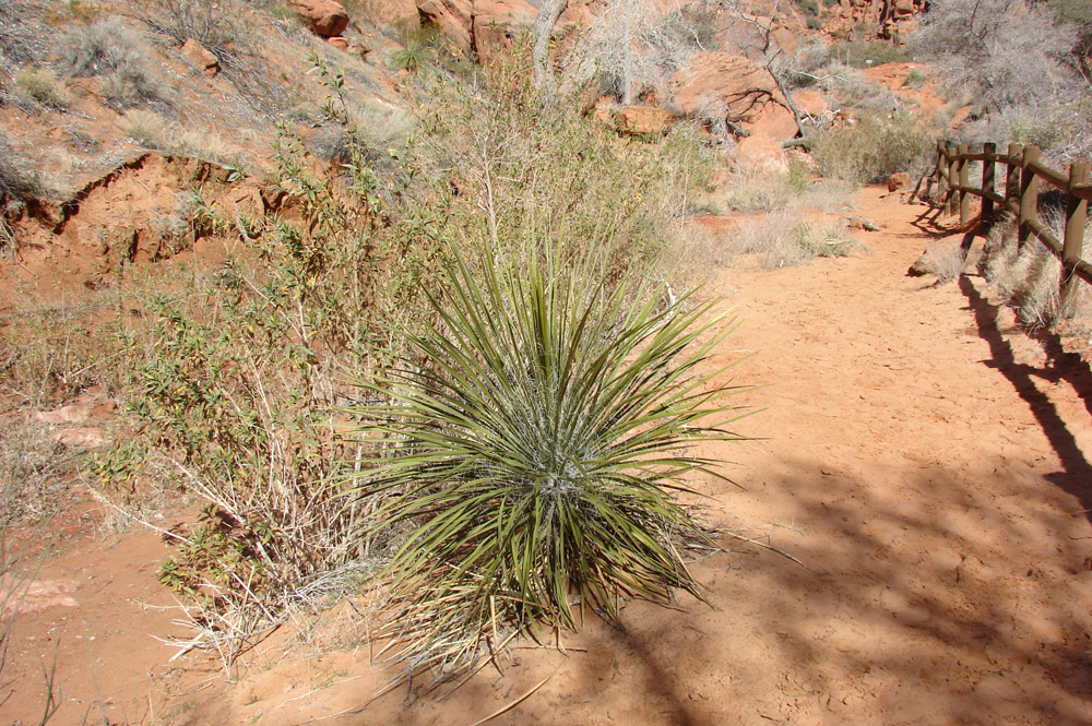 Utah Yucca (Yucca utahensis)