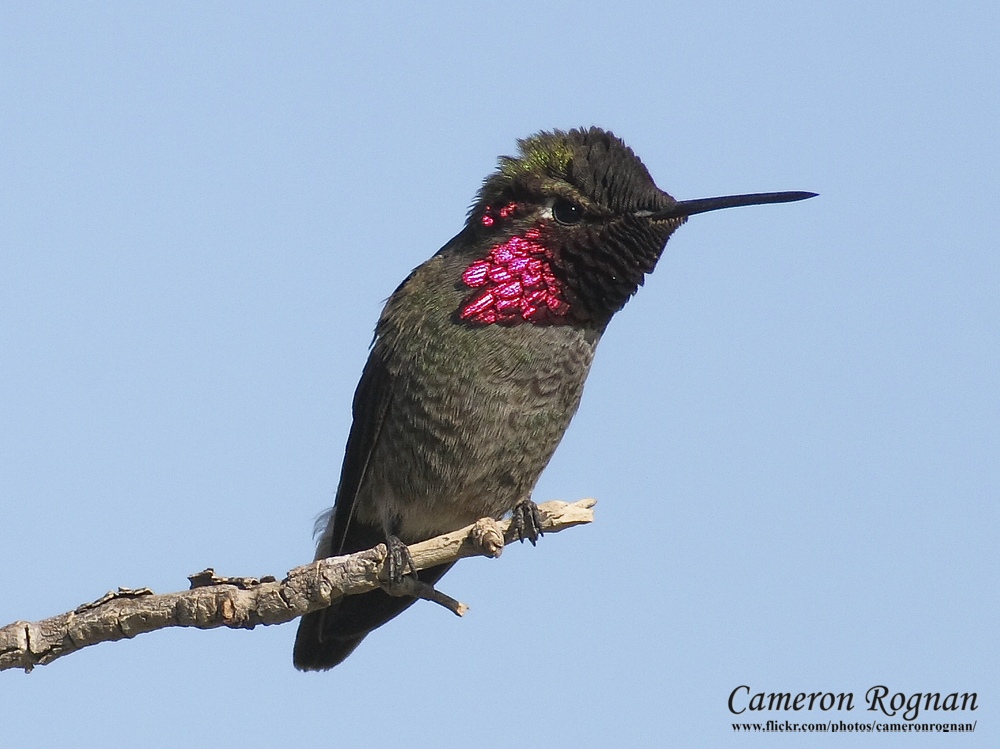 Costa’s Hummingbird
(Calypte costae)