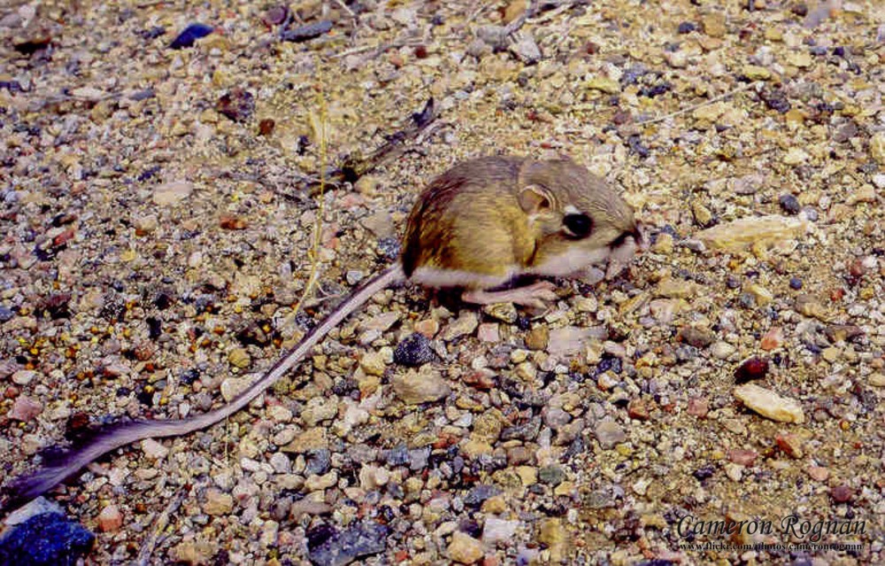 Desert Kangaroo Rat