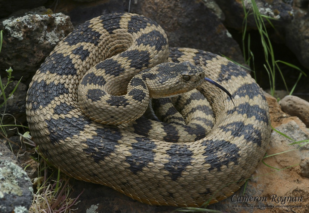 Great Basin Rattlesnake