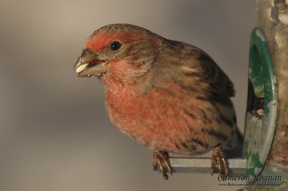 House Finch
(Carpodacus mexicanus)