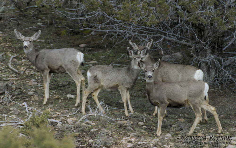 Mule Deer