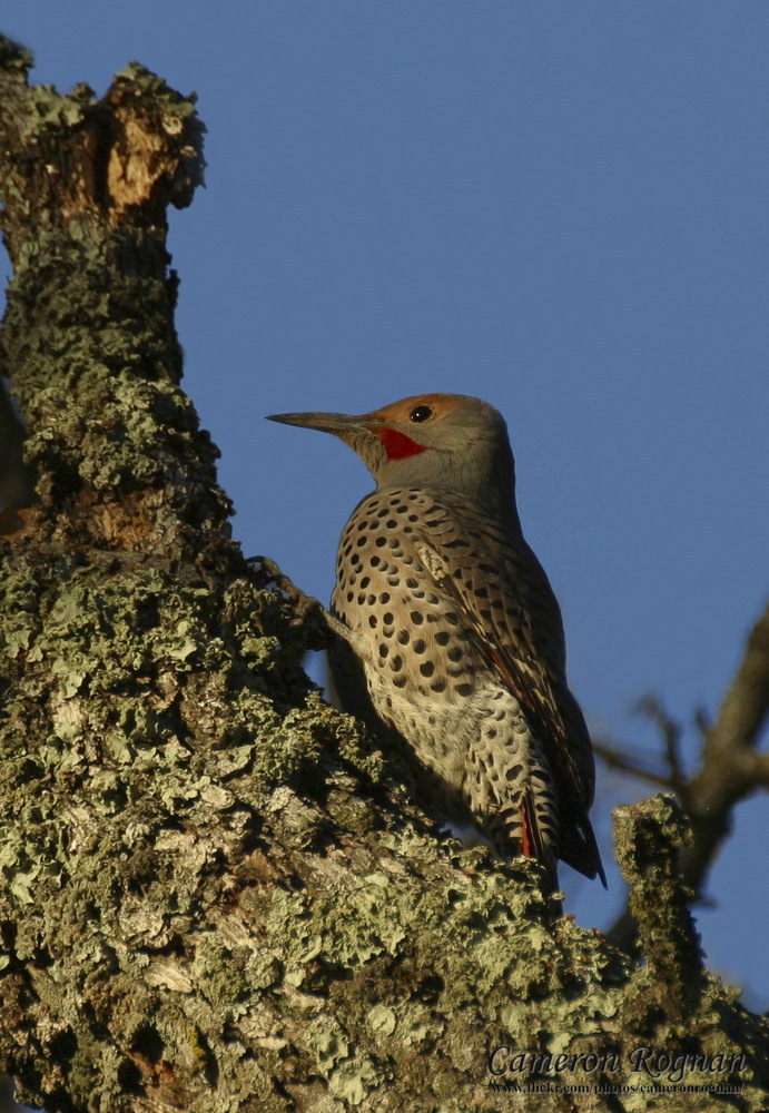 Northern Flicker
(Colaptes auratus)
