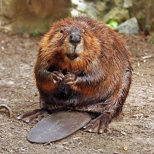 American-Beaver-9
