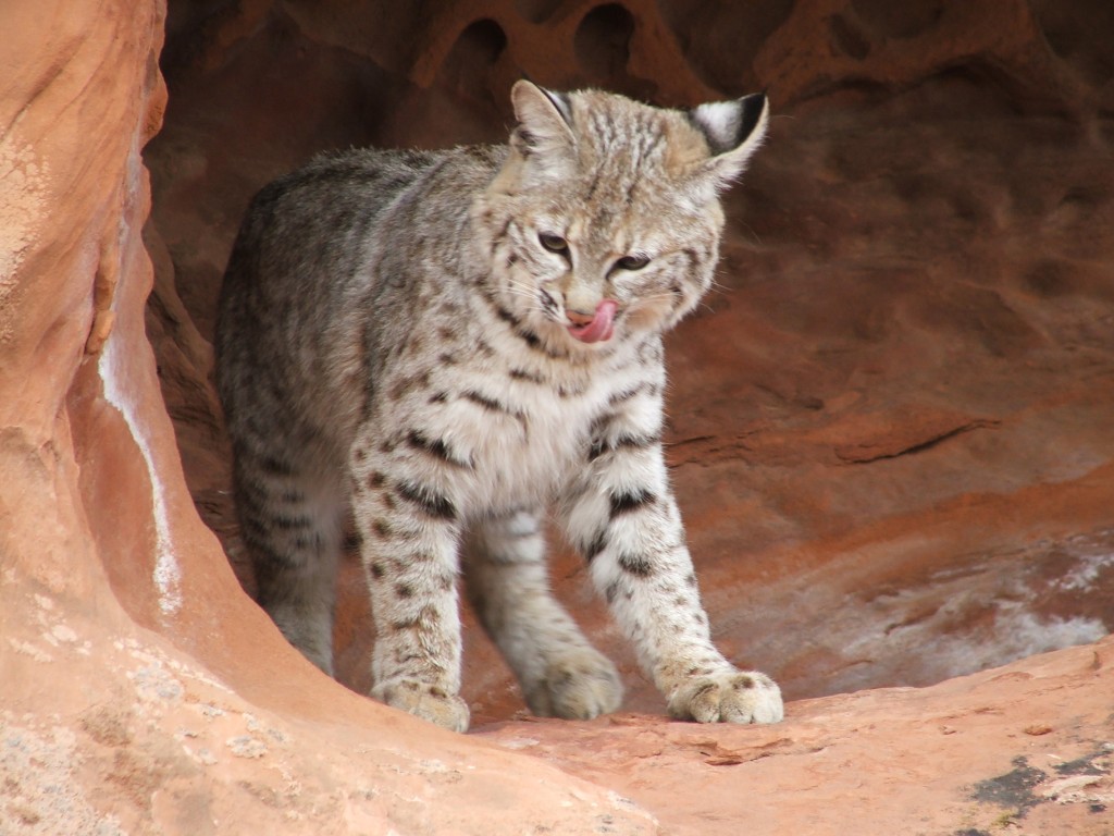 Bobcat 006