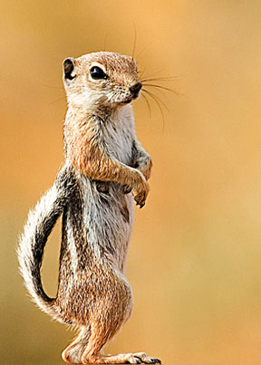 Antelope Ground Squirrel