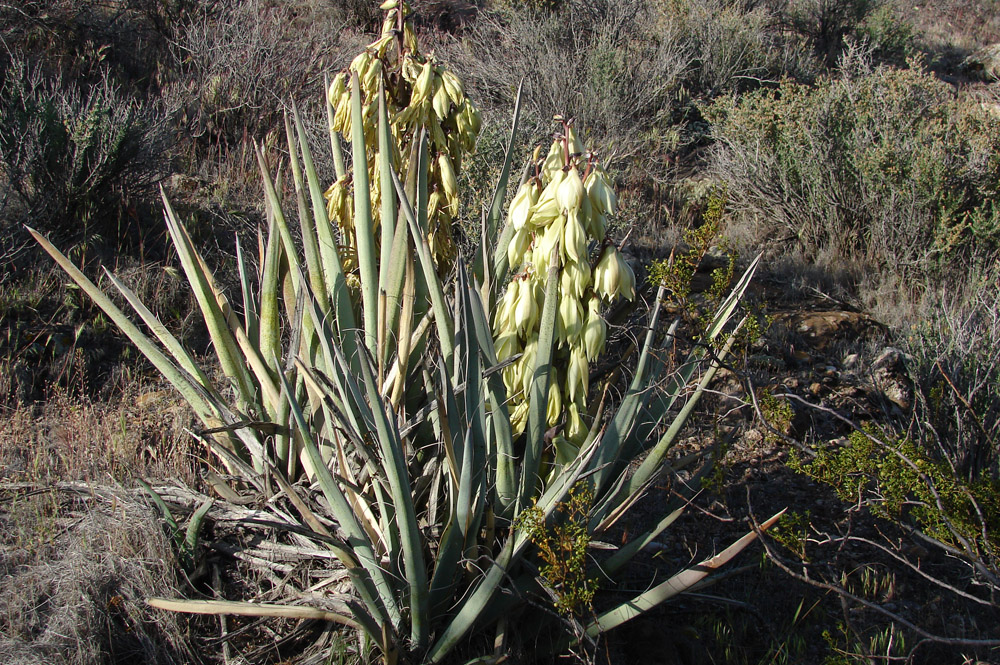 Banana Yucca (Yucca baccata)