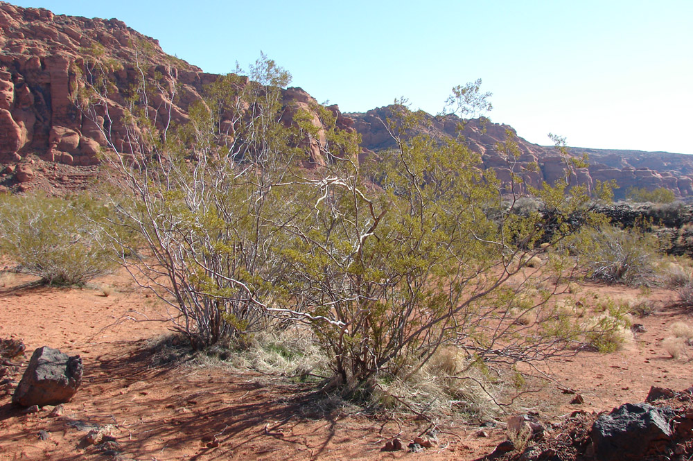Creosote Bush
(Larrea tridentata)