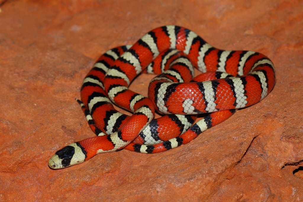Sonoran Mountain Kingsnake