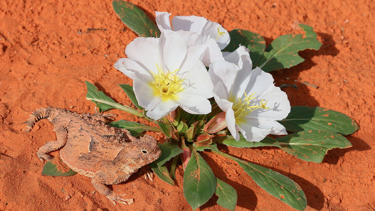 Eagle Crags Trail, Rockville, Utah