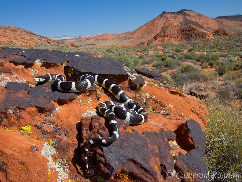 California Kingsnake