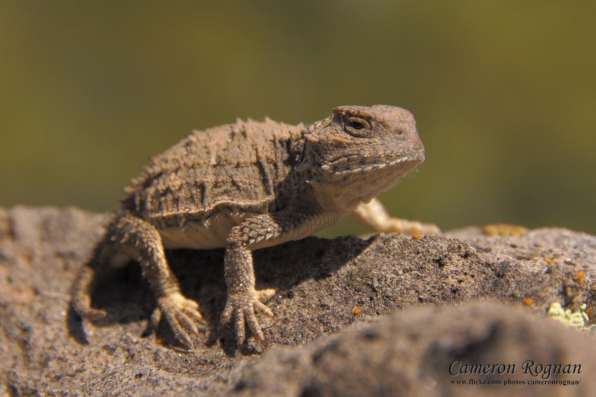 Mountain Short-horned Lizard