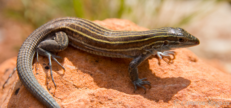 Plateau-striped Whiptail