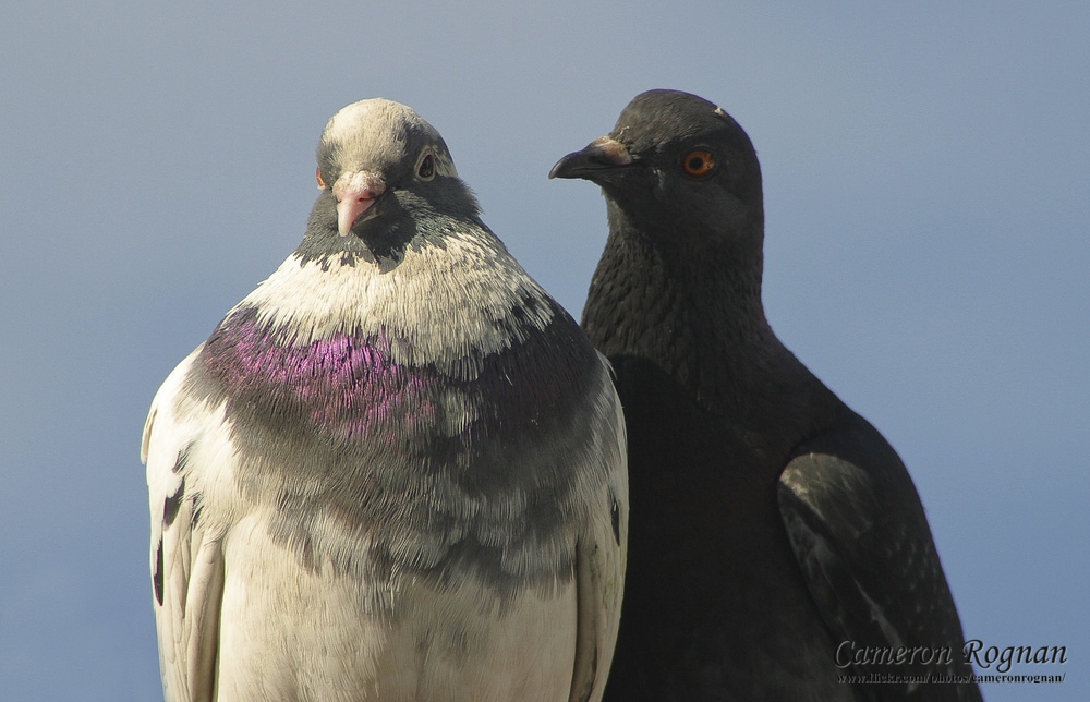 Rock Dove
(Columba livia)