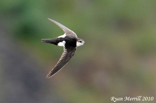 White-throated Swift
(Aeronautes saxatalis)