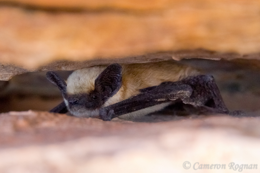 Canyon Bat