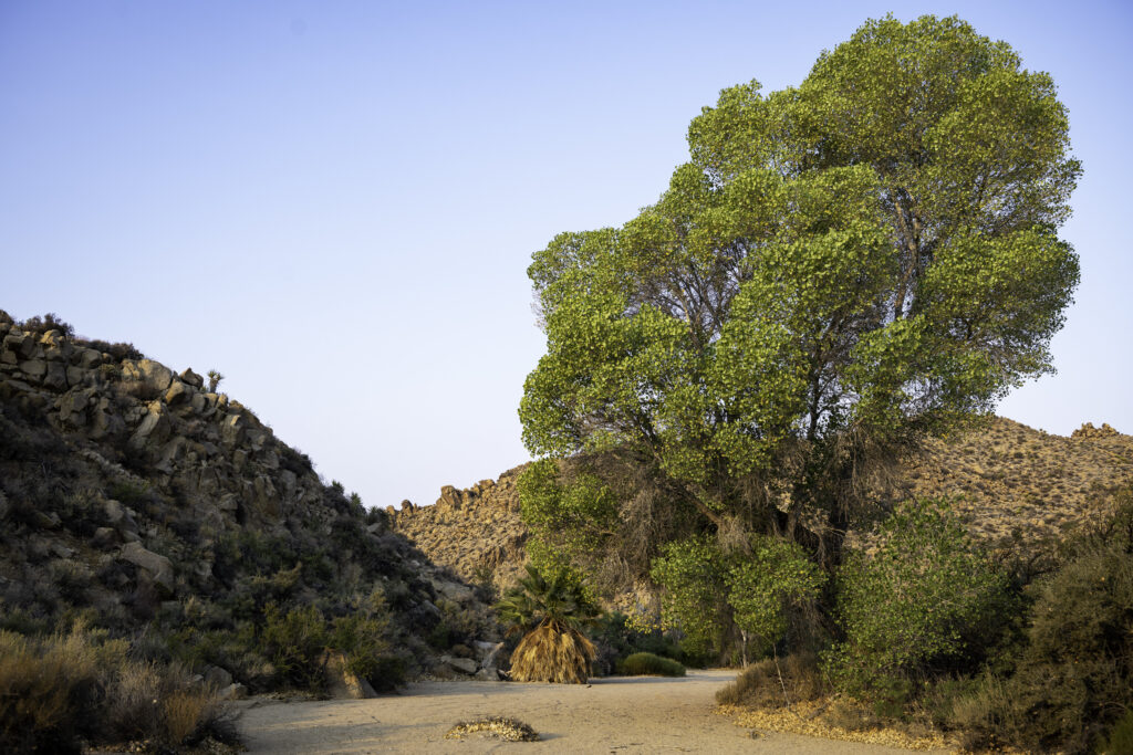 Fremont_Cottonwood (populus fremontii)