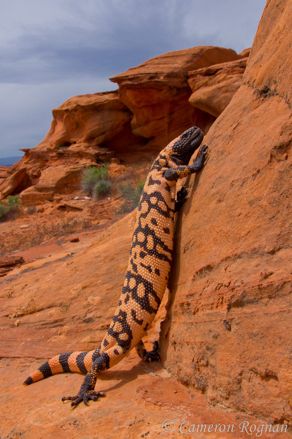 Gila Monster