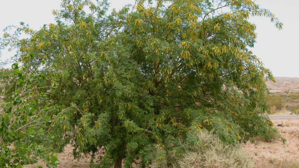Honey Mesquite (prosopis juliflora)