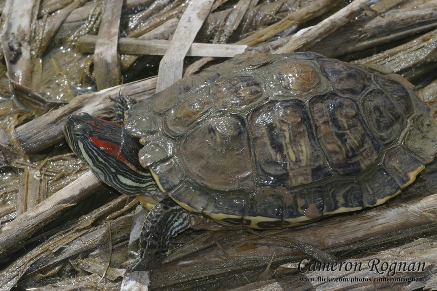 Red-eared Slider